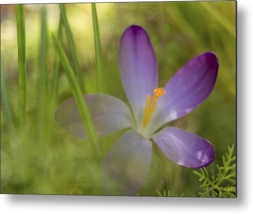 Crocus Metal Print featuring the photograph Spring Haze by Caitlyn Grasso