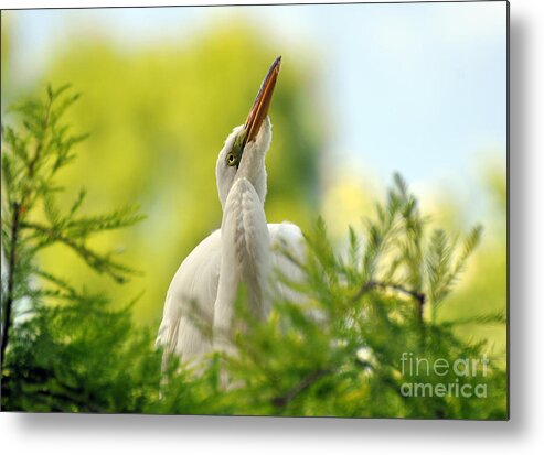 Egret Metal Print featuring the photograph Things Are Looking Up #2 by Kathy Baccari