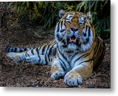 Tiger Metal Print featuring the photograph Tiger Portrait #2 by Martin Newman