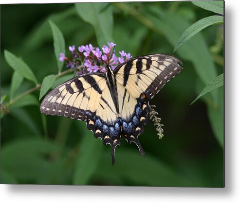 Butterfly Metal Print featuring the photograph Tiger Swallowtail on Butterfly Bush #2 by Robert E Alter Reflections of Infinity