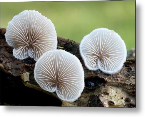 Fungi Metal Print featuring the photograph Variable Oysterling Fungus #2 by Nigel Downer