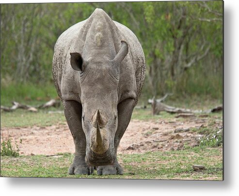 Nobody Metal Print featuring the photograph White Rhino #2 by Bob Gibbons