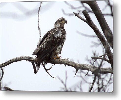 Eagle Metal Print featuring the photograph Bald eagle #21 by Lori Tordsen