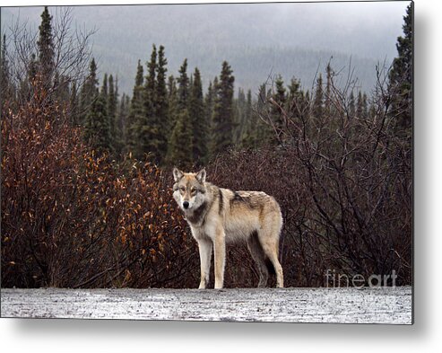 Animal Metal Print featuring the photograph Gray Wolf #22 by Mark Newman