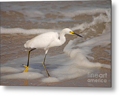 Snowy Egret Metal Print featuring the photograph 22- Snowy Egret by Joseph Keane