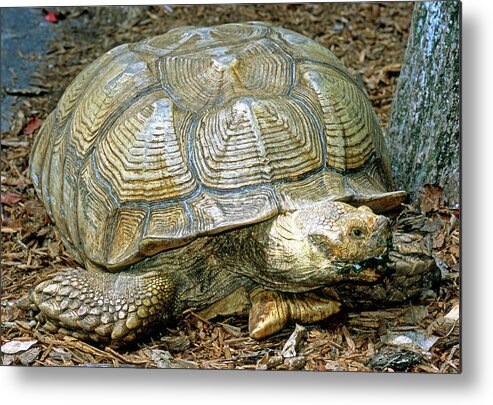 African Spurred Tortoise Metal Print featuring the photograph African Spurred Tortoise #3 by Millard H. Sharp
