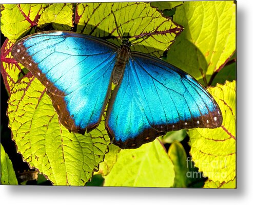 Nature Metal Print featuring the photograph Blue Morpho Butterfly #3 by Millard H. Sharp