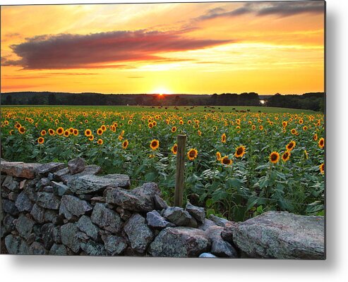 Sunflowers Metal Print featuring the photograph Buttonwood Farm #3 by Andrea Galiffi