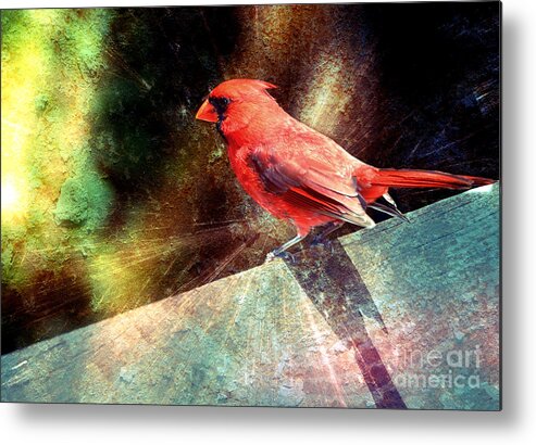 Bird Metal Print featuring the photograph Cardinal #3 by Elaine Manley