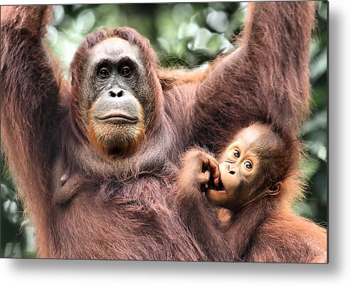 Mother and Baby Orangutan Borneo #2 Metal Print by Carole-Anne Fooks - Fine  Art America