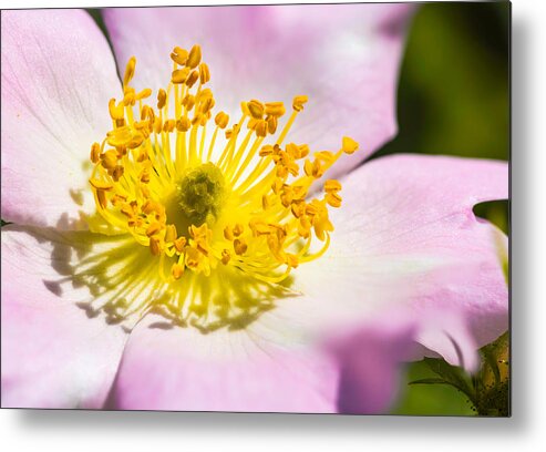 Beautiful Metal Print featuring the photograph Pink Eglantine #3 by Alain De Maximy