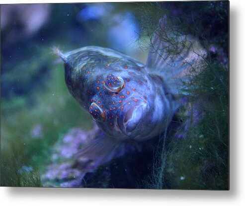 Redspotted Metal Print featuring the photograph Redspotted Hawkfish by Savannah Gibbs