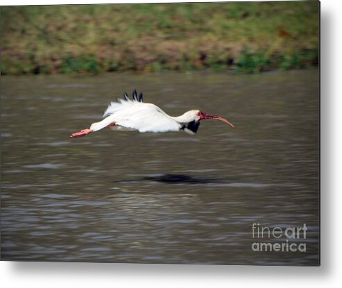 White Ibis In Flight Metal Print featuring the photograph White Ibis in Flight by Savannah Gibbs