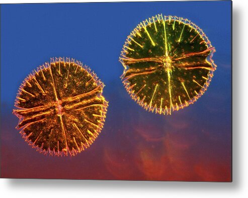 Algae Metal Print featuring the photograph Micrasterias desmids, light micrograph #4 by Science Photo Library