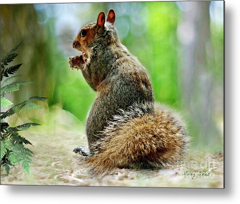 Harry The Squirrel Metal Print featuring the mixed media Harry the Squirrel #6 by Morag Bates