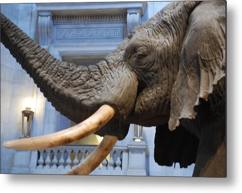Bull Elephant Metal Print featuring the photograph Bull Elephant in Natural History Rotunda by Kenny Glover