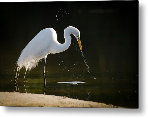 Great Egret Metal Print featuring the photograph Untitled #65 by Bill Martin