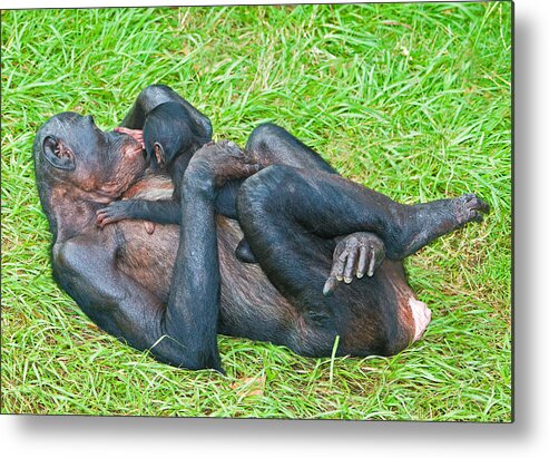 Nature Metal Print featuring the photograph Bonobo Mother And Baby #78 by Millard H. Sharp