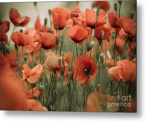 Poppy Metal Print featuring the photograph Red Poppy Flowers #8 by Nailia Schwarz