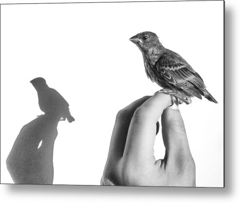 Baby Bird Metal Print featuring the photograph A Bird on the Hand by Caitlyn Grasso