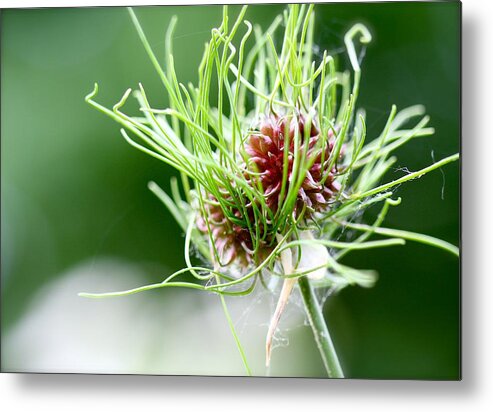 Flower Metal Print featuring the photograph A Crazy Notion by Tracy Male