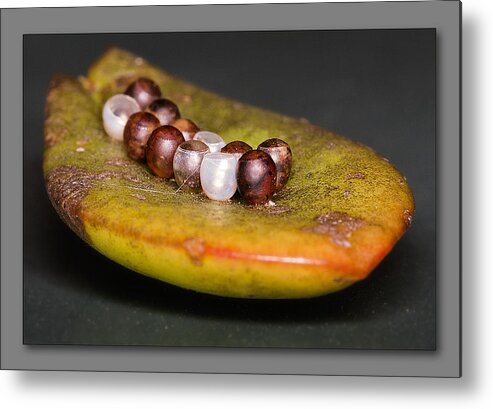 Macro Eggs Metal Print featuring the photograph A Dozen Eggs by Kevin Chippindall