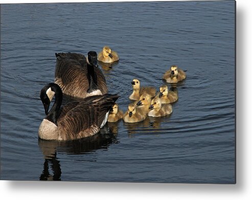 Geese Metal Print featuring the photograph A Family Of Canada Geese by Janice Adomeit