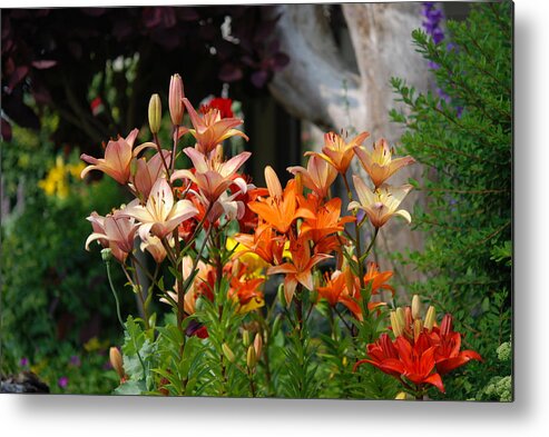 Lillies Metal Print featuring the photograph A Garden of Lillys for Susan by Kathy Paynter