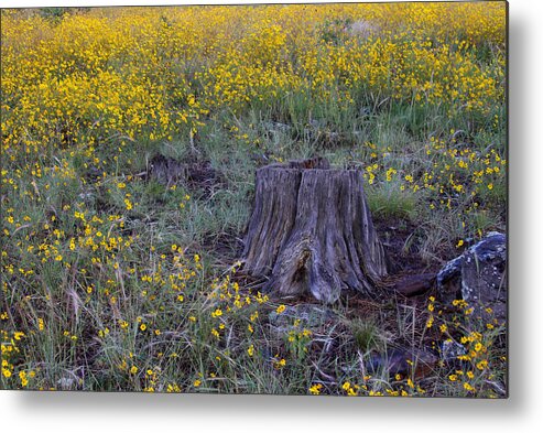 Flagstaff Metal Print featuring the photograph A good thinking spot by Ruth Jolly