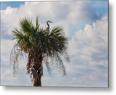 Karen Stephenson Photography Metal Print featuring the photograph A Great Blue Heron Nests On a Cabbage Palmetto by Karen Stephenson