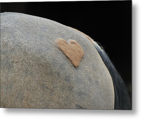 Horse Metal Print featuring the photograph A Horsey Valentine by Marianne Campolongo