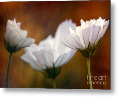 White Flowers Metal Print featuring the photograph A Monet Spring by Michael Hoard