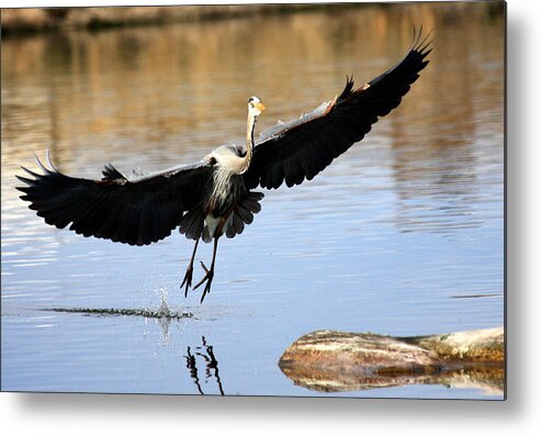 Great Blue Heron Metal Print featuring the photograph A Perfect Landing by Shane Bechler