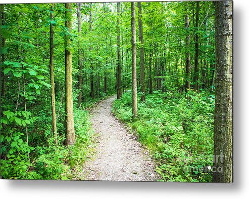 Greig Park Metal Print featuring the photograph A Walk in the Woods by Grace Grogan