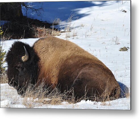 American Bison Metal Print featuring the photograph A Winter's Nap by Lisa Holland-Gillem