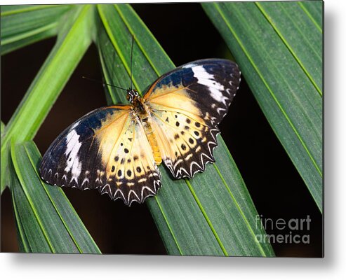 Leopard Lacewing Metal Print featuring the photograph Butterfly on Leaves by Tamara Becker