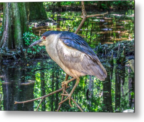 Adult Metal Print featuring the photograph Adult Nycticorax Nycticorax by Traveler's Pics