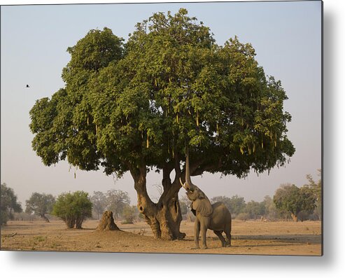 Nis Metal Print featuring the photograph African Elephant Bull Browsing by Jez Bennett