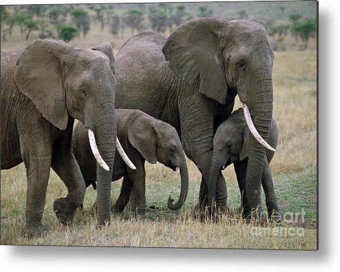 00344769 Metal Print featuring the photograph African Elephant Females And Calves by Yva Momatiuk and John Eastcott