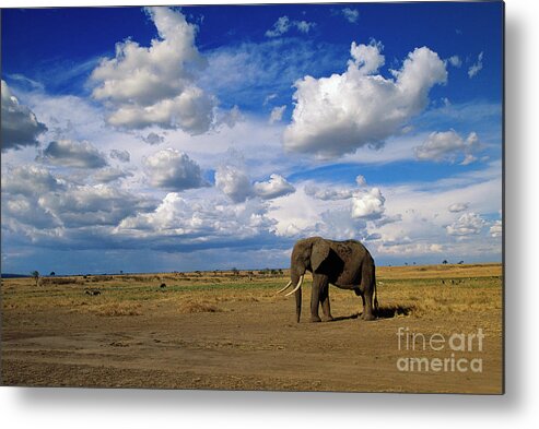 00344759 Metal Print featuring the photograph African Elephant Walking in Masai Mara by Yva Momatiuk John Eastcott