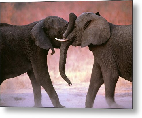 Elephant Metal Print featuring the photograph African Elephants (loxodonta Africana) Sparring by William Ervin/science Photo Library