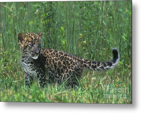 Africa Metal Print featuring the photograph African Leopard Cub in Tall Grass Endangered Species by Dave Welling