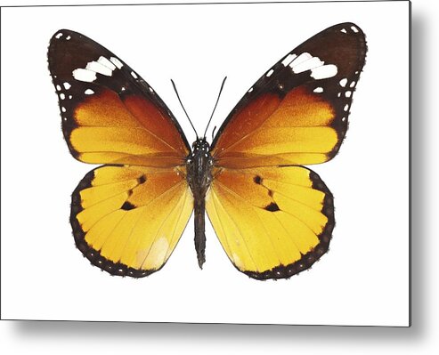 Entomology Metal Print featuring the photograph African monarch butterfly by Science Photo Library