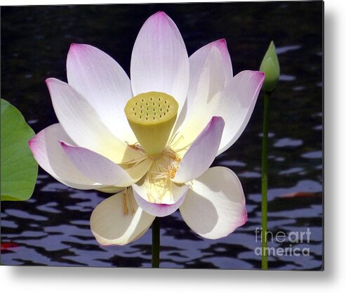 Lotus Metal Print featuring the photograph Aging Lotus by Barbie Corbett-Newmin