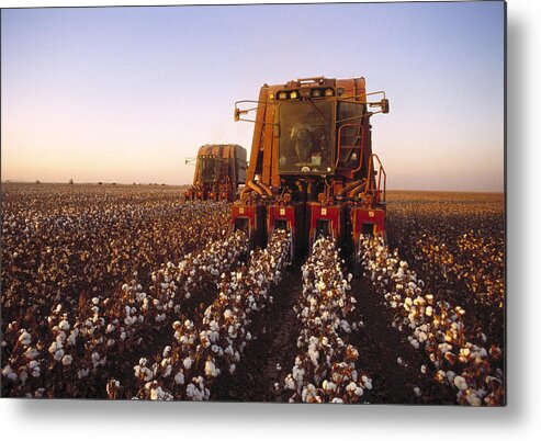 Plant Metal Print featuring the photograph Agriculture - Cotton Harvesting San by Ed Young
