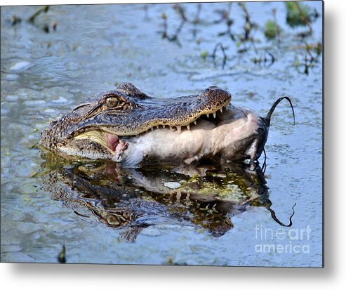 Alligator Metal Print featuring the photograph Alligator Catches Catfish by Kathy Baccari