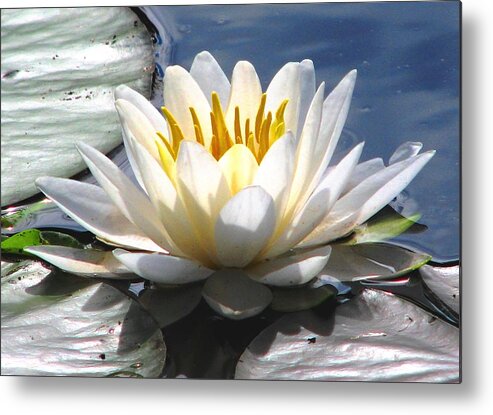 Water Lilies Metal Print featuring the photograph Alone by Angela Davies