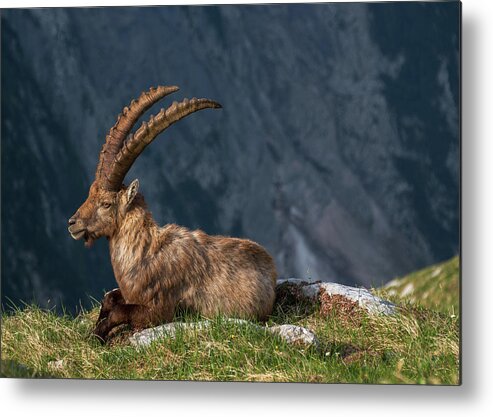 Alpine Metal Print featuring the photograph Alpine Ibex by Ales Krivec