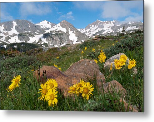 Mountain Metal Print featuring the photograph Alpine Sunflower Mountain Landscape by Cascade Colors