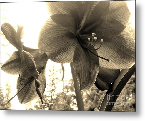 Flowers Metal Print featuring the photograph Amaryllis in Bloom by Laura Wong-Rose